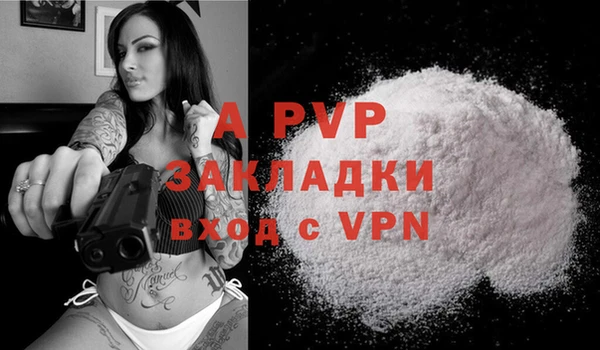 прущие грибы Инта